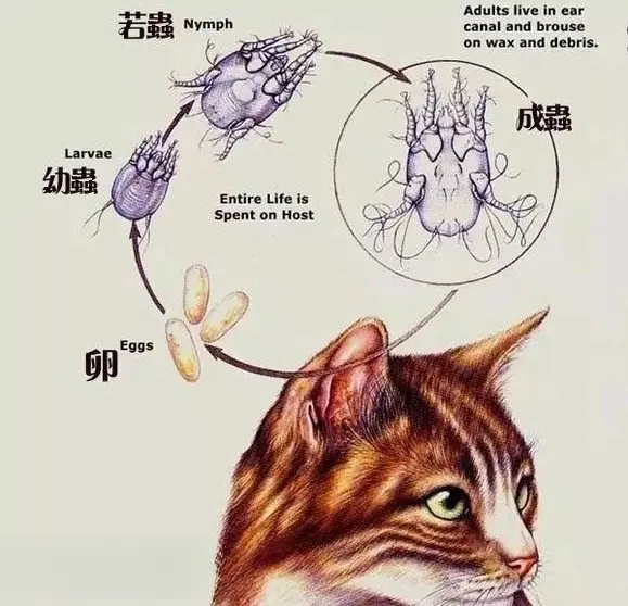 当猫咪有这些特征时，说明身体爬满寄生虫了！