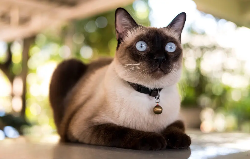 暹罗猫为什么越来越受欢迎？有这6个原因，网友：养了才知道“真香”