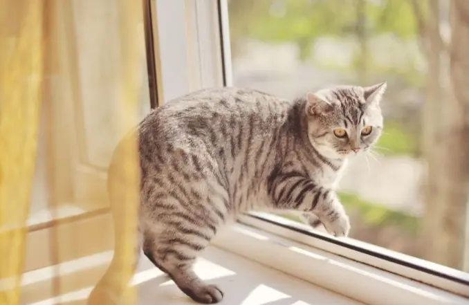 猫咪待在家门口真的是在等你吗？其实还有这些原因！