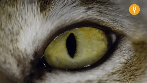 猫咪的“眼睛”藏着特别的秘密，能看见人们看不见的东西