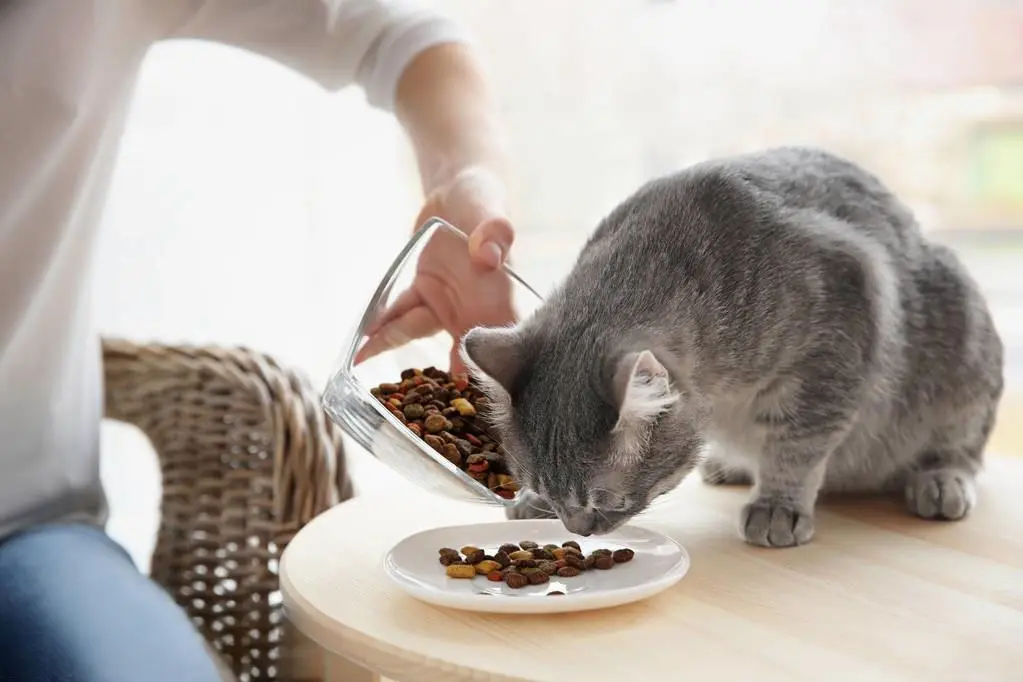 猫咪挑食怎么办？6个实用方法，让猫咪更爱吃饭