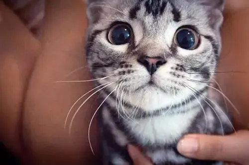 有些猫咪很容易出现泪痕。那当猫咪有泪痕怎么办呢？