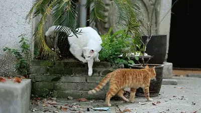 如果你在外面见到这5种猫，请收养它，它会报恩的
