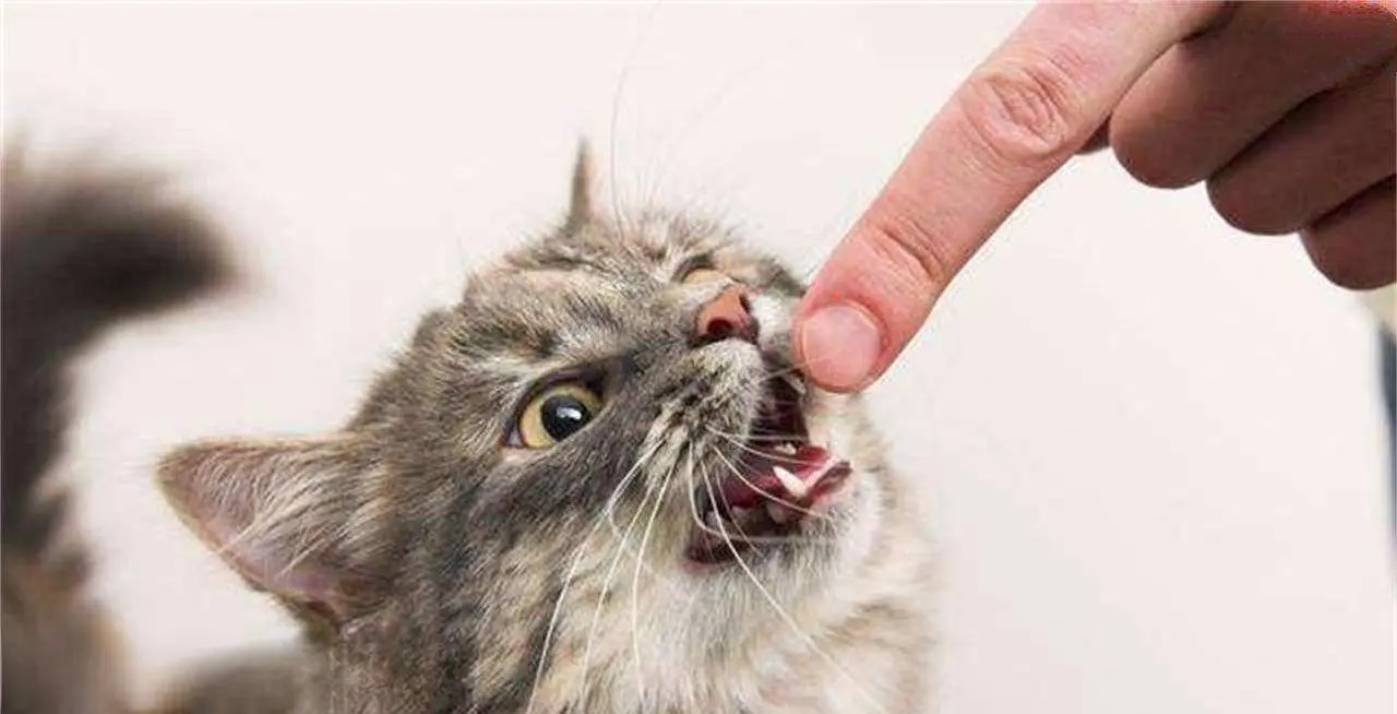 猫咪“轻咬”主人，一般是为了什么？