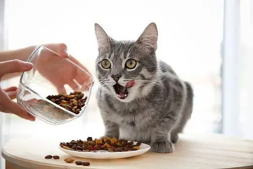 猫咪为什么爱喝马桶水，猫咪的迷惑行为有这些原因