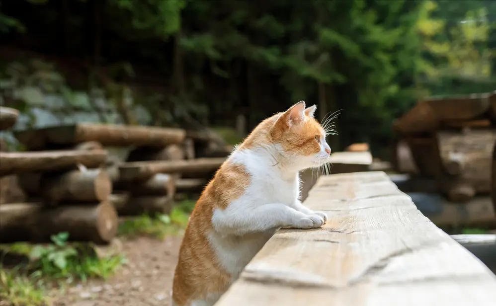 为啥橘猫更受欢迎，因为它有这七大好处，养一只真不亏