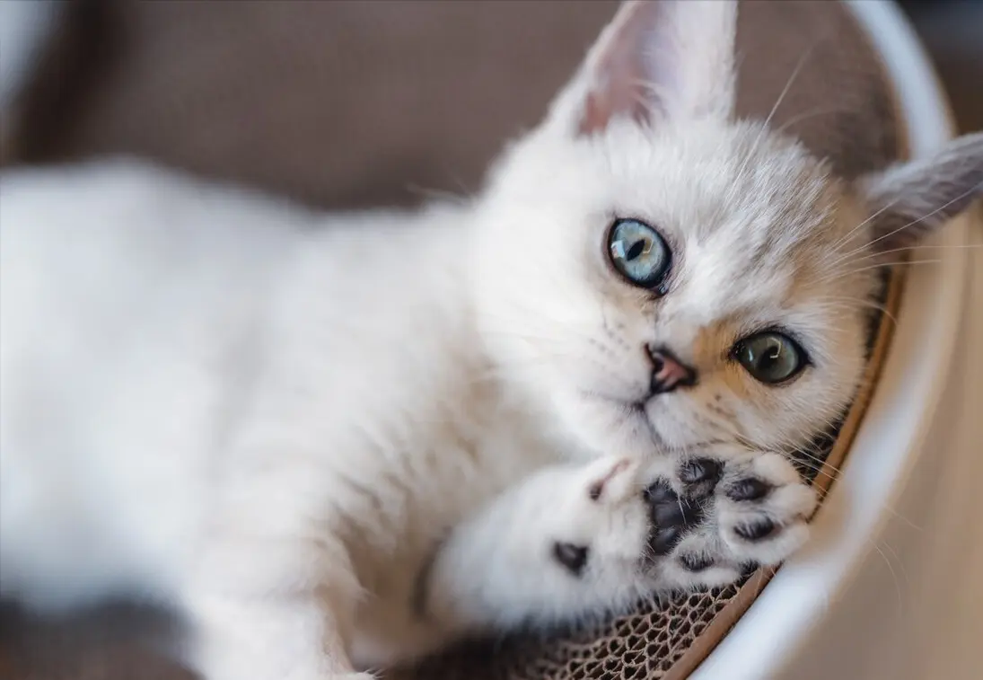 猫咪“关心”你的7种表现，比你想象中的还要温柔