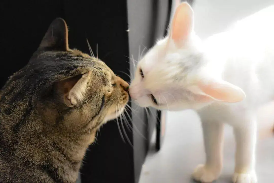 猫咪“鼻吻”的5个含义