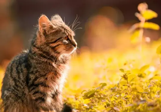 推荐五种特别忠诚的猫咪，只要给它一口吃的，这辈子就认定你了