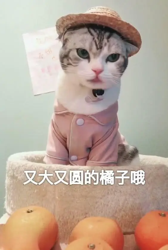 十二张猫咪“摆摊照”，猫：走过路过，都来瞧一瞧看一看嘞