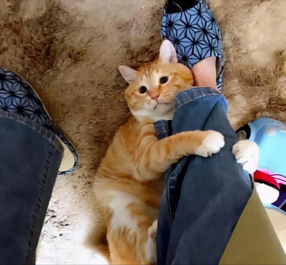 被猫咪抱大腿了，猫咪为什么喜欢抱你大腿？