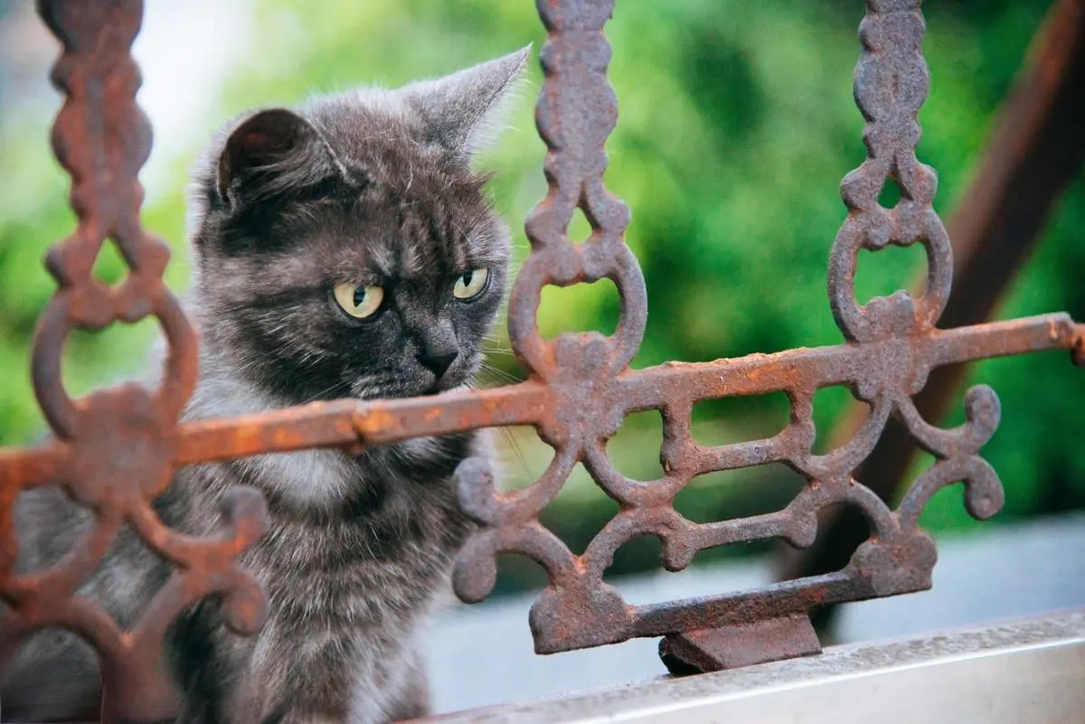 一般不建议饲养这5种猫，因为很“危险”，看看有你家的吗？