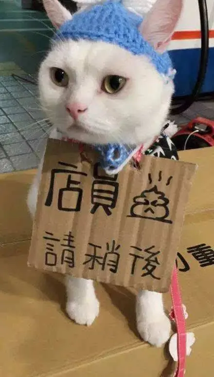 猫咪是否知道自己是猫？这些照片来告诉你，或许它们早已把自己当人了