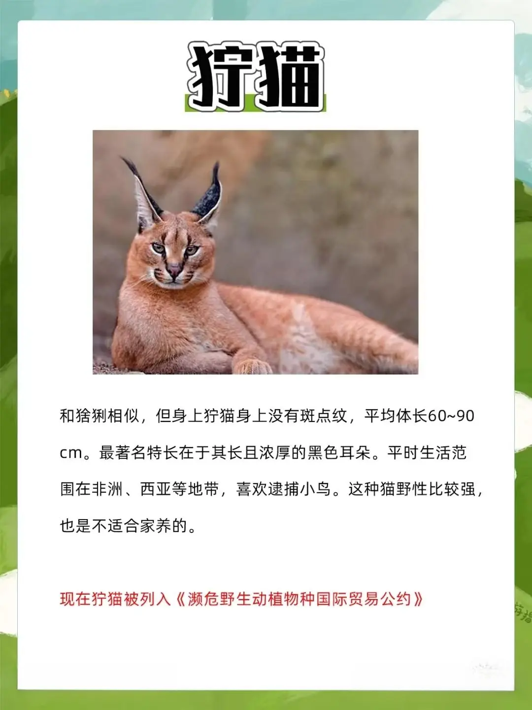 8大禁止养的猫！你们知道几个？