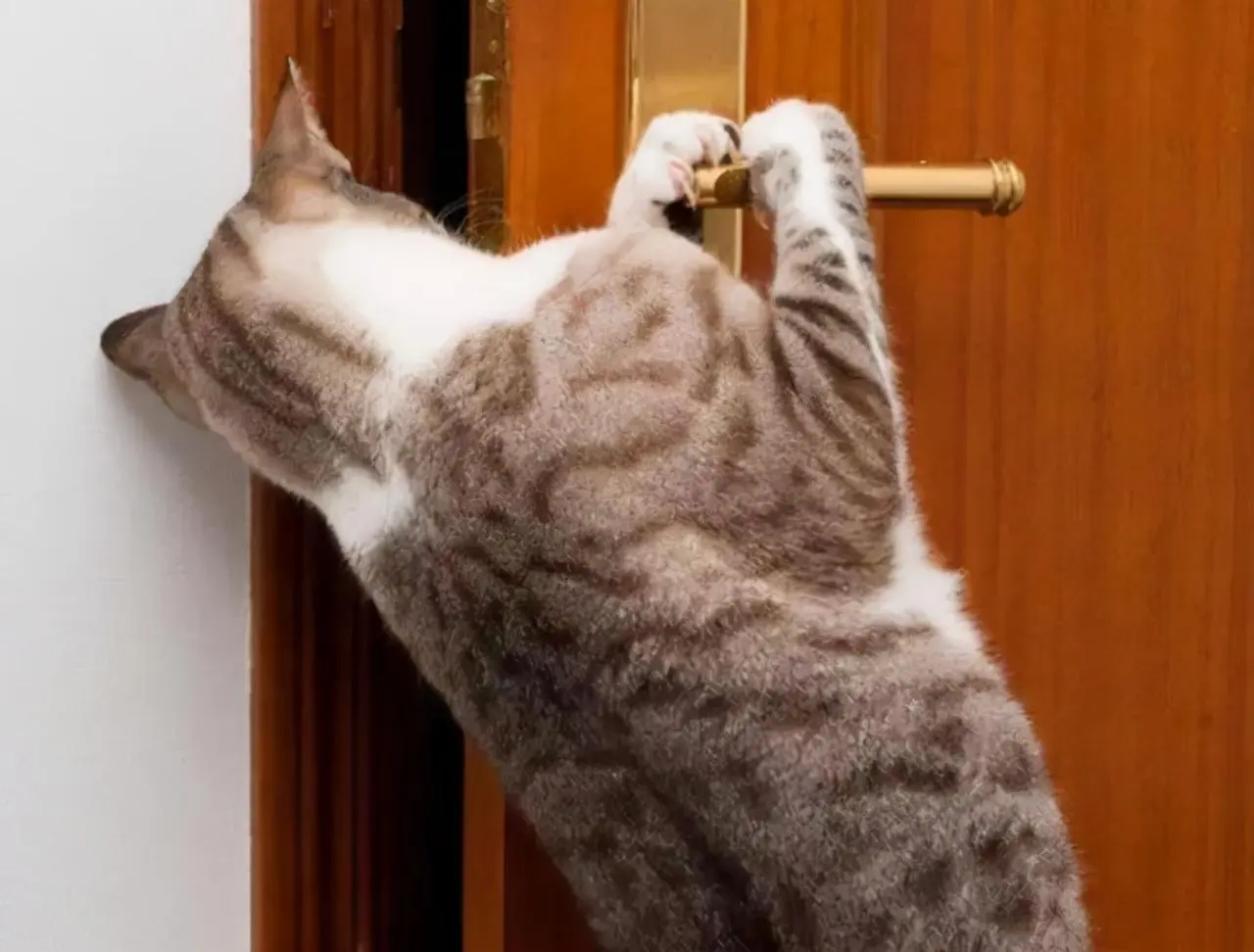 猫咪待在家门口真的是在等你吗？其实还有这些原因！