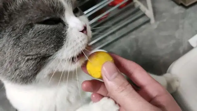 猫咪除了猫粮，下面这7种“人食”也很适合猫咪吃了