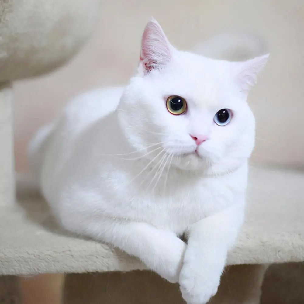 6种常见的英短猫颜色，你喜欢哪一款？