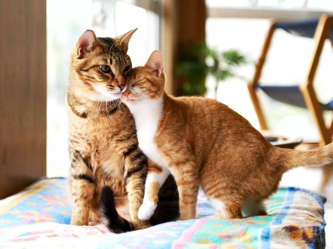 公猫和母猫交配多久可以自动分开？交配时间多少分钟？