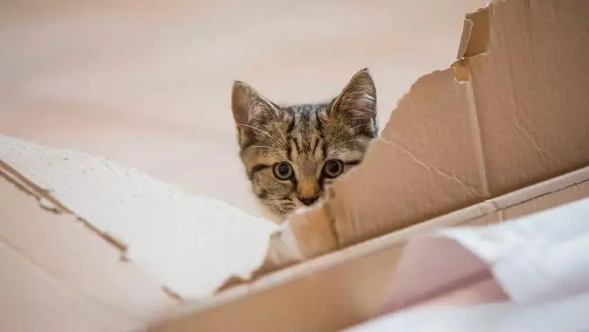 再贵的猫窝也比不过一个“纸箱”，为何猫咪如此钟爱它？
