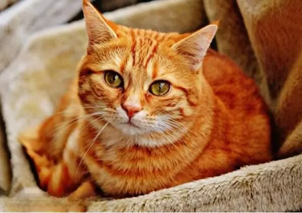 不养“大橘猫”的五大原因，在饲养大橘猫之前一定要知道