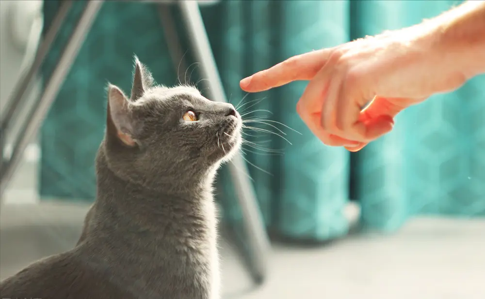 被称为冬天的精灵——俄罗斯蓝猫，到底是什么来头？