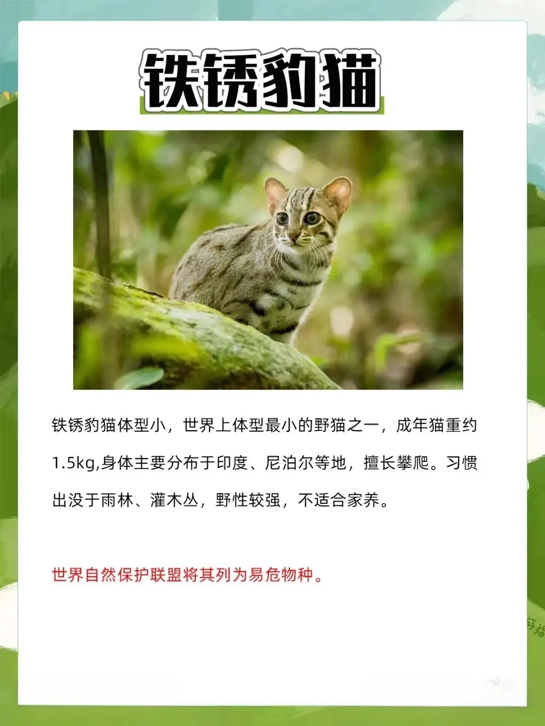 8大禁止养的猫！你们知道几个？