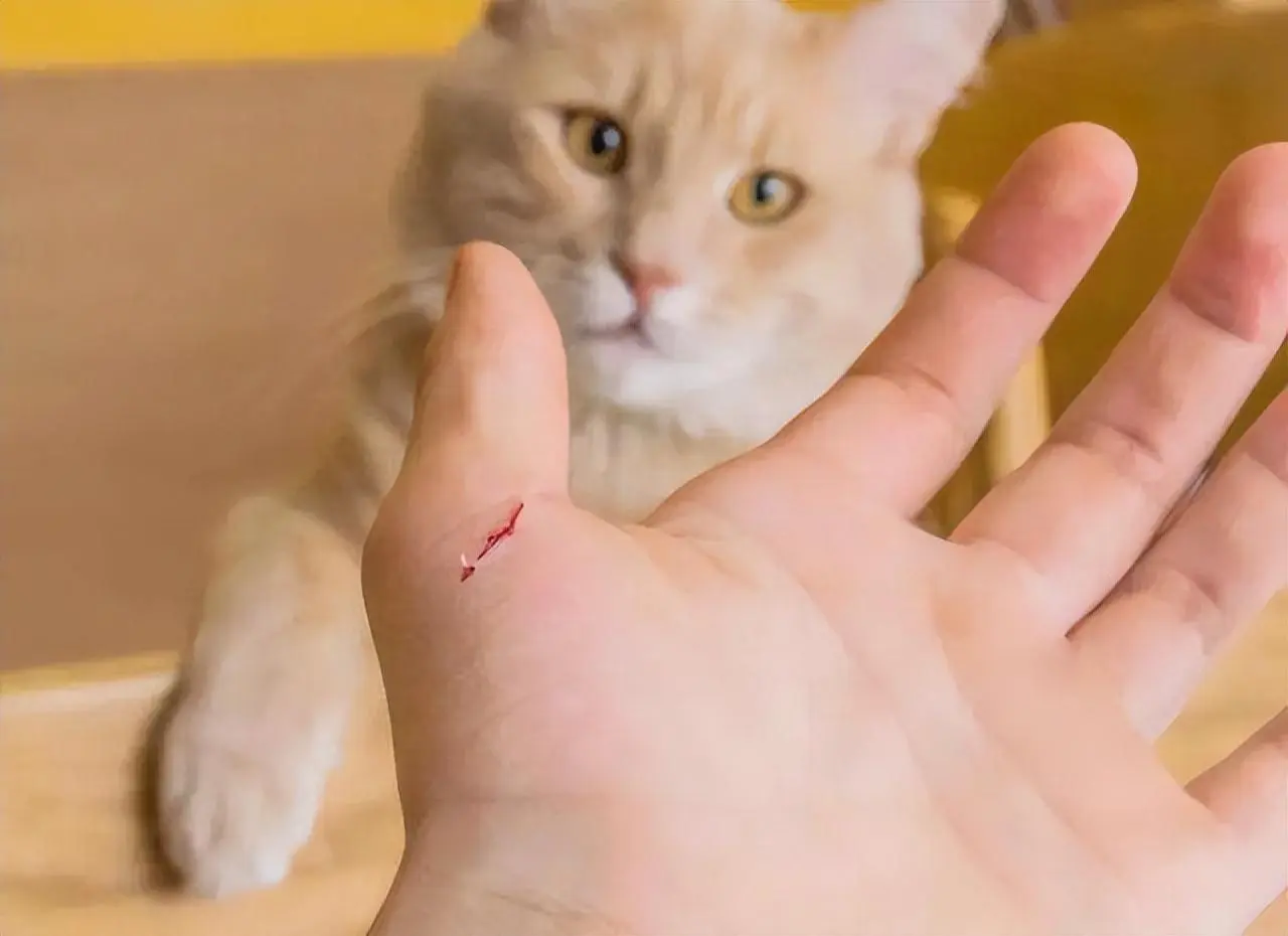 网友：收养了一只流浪猫半年后，我把它扔了