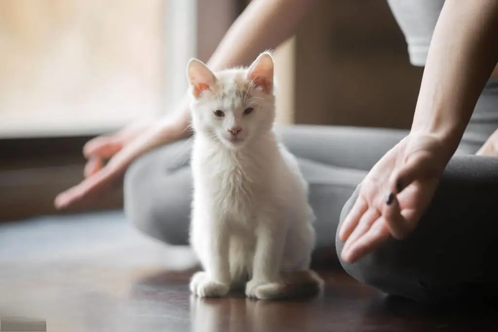 养猫，公的好还是母的好？经历了才知道区别真的很大！