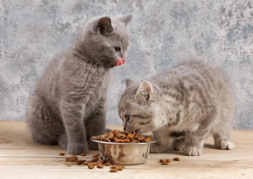 猫咪发腮吃什么？这几种食物，猫咪吃了能更容易发腮哦！