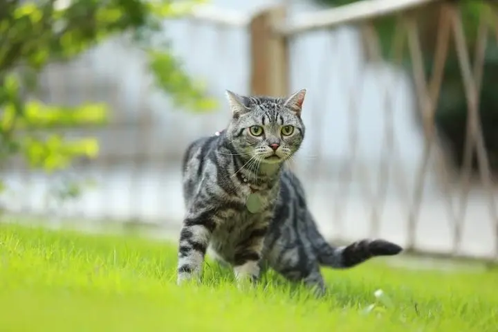 堪称最好养的猫，美短猫，养到的人都很幸运