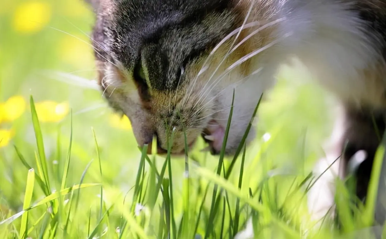 为什么狸花猫总爱啃“树叶”吃？其实有这些原因