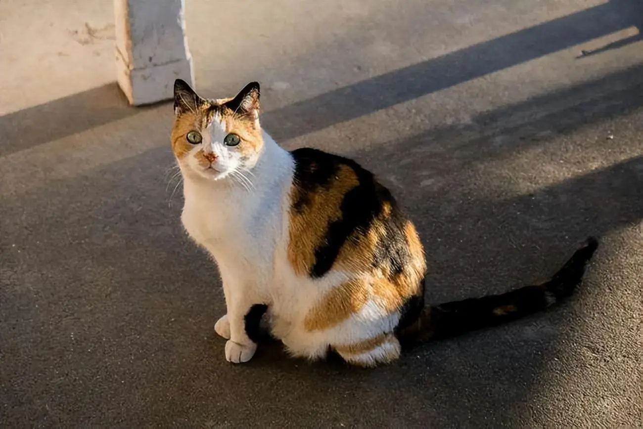 在路上经常会看到三花猫这种流浪猫，为什么三花猫的“弃养率”那么高？