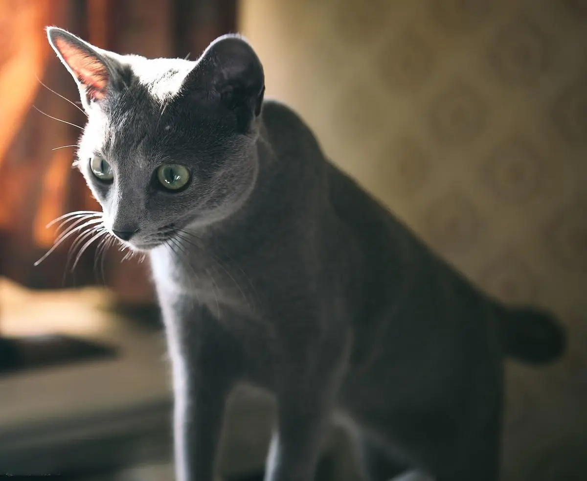 猫咪寿命排行榜：这8种猫都是“长寿喵”，你家猫咪上榜了吗？