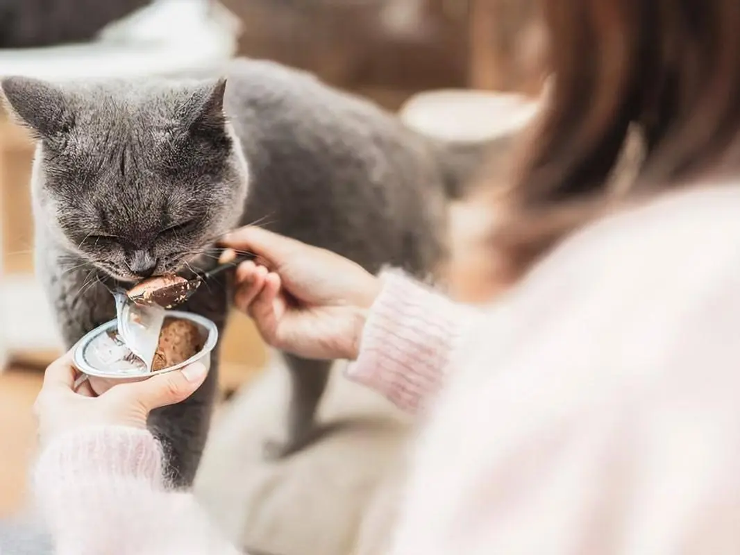 盘点能让猫咪为之疯狂最钟爱的七样东西，你能满足吗？