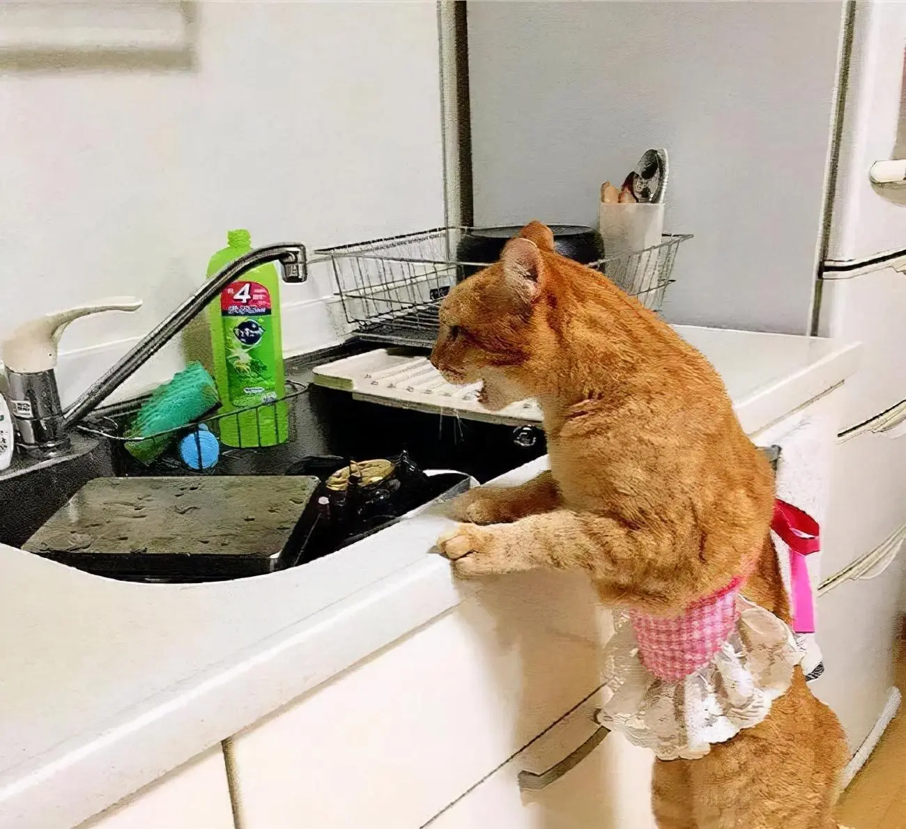 在猫咪看来，主人进厨房是什么意思？你知道几个意思吗？