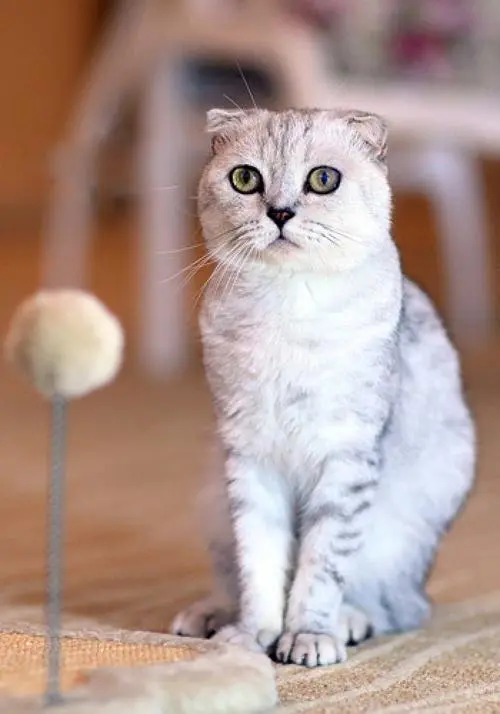 苏格兰折耳猫多少钱一只？有基因突变的猫种，你会养一只吗？