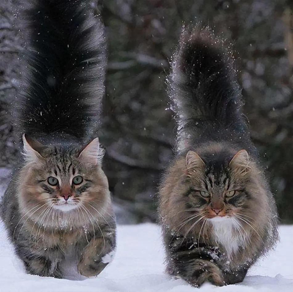 仙气飘飘的“挪威森林猫”，气质优雅，回头率极高