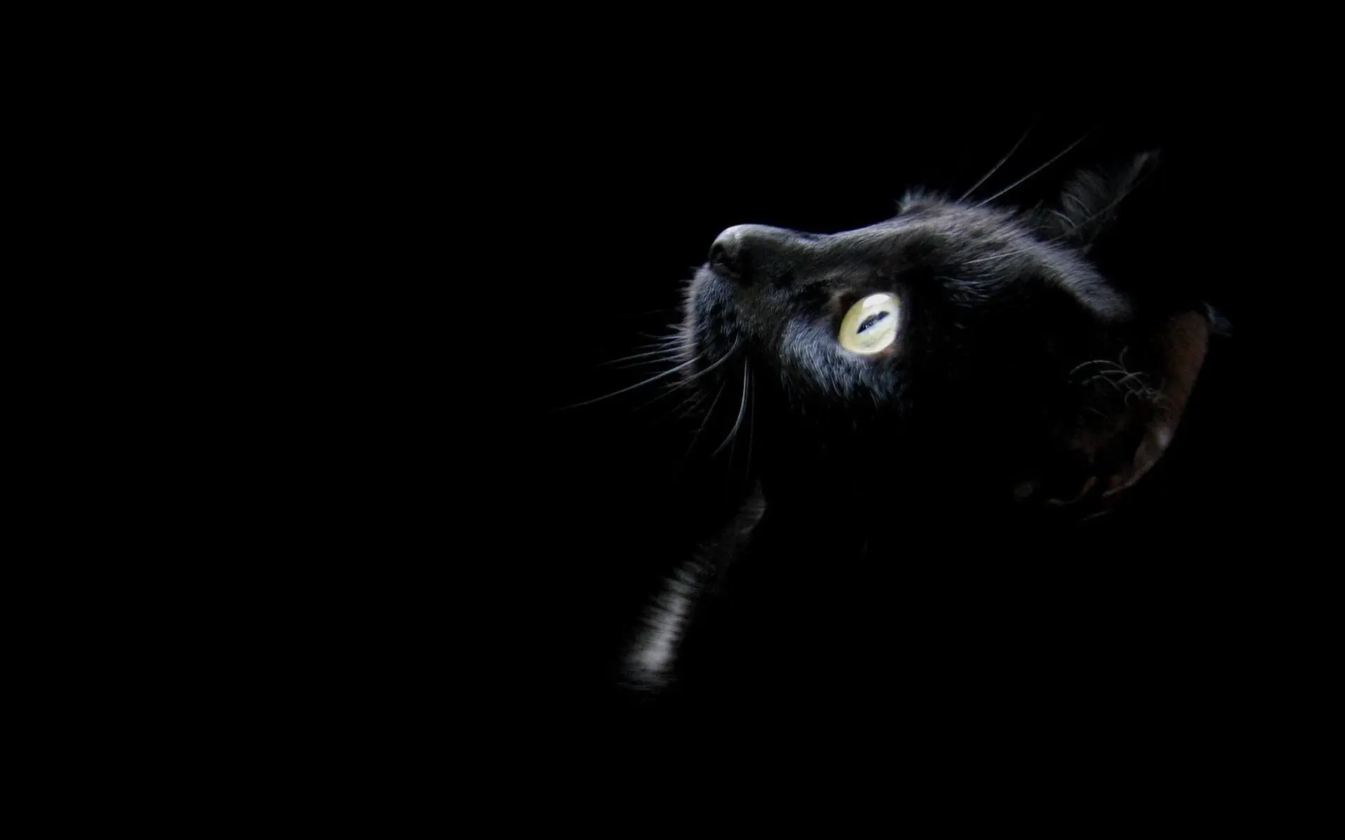 养猫，为什么别养“黑猫”？大多数人不会选择黑色的猫