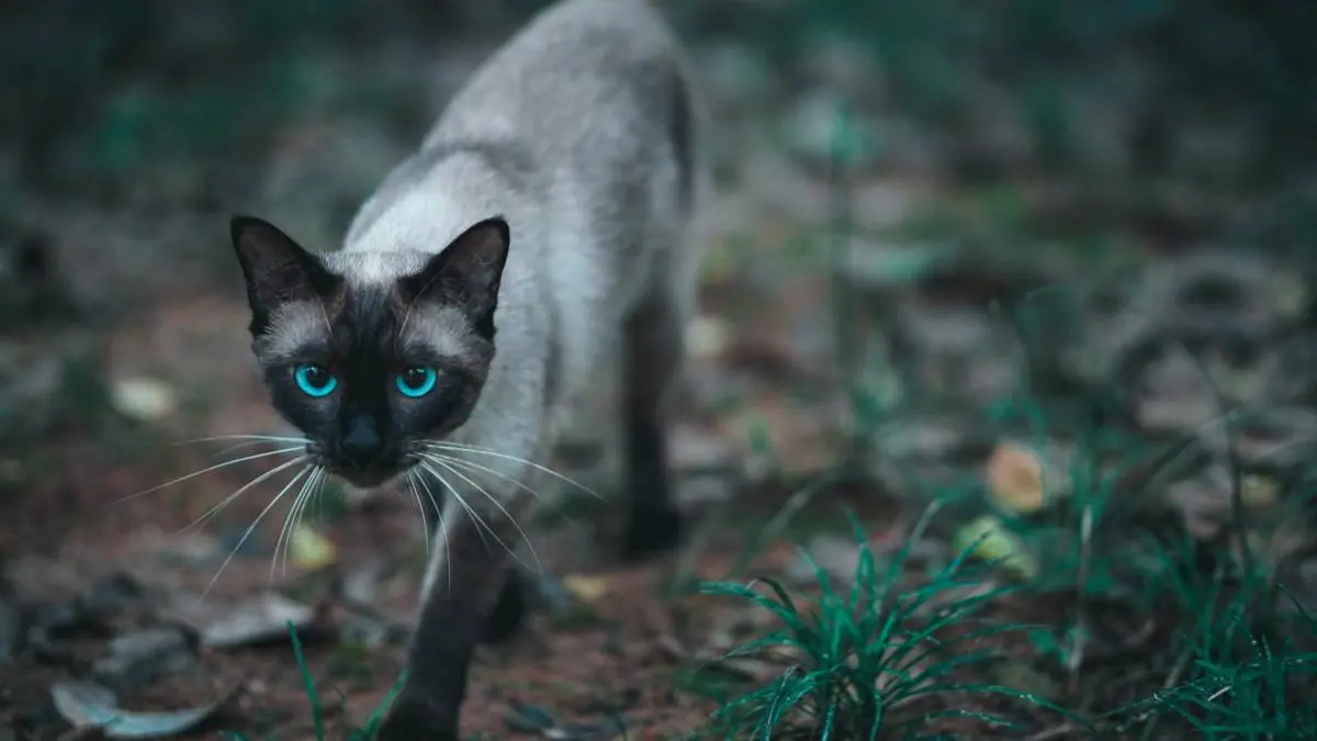 如果想养一只暹罗猫，那劝你不要养公的，因为这6点太可怕了