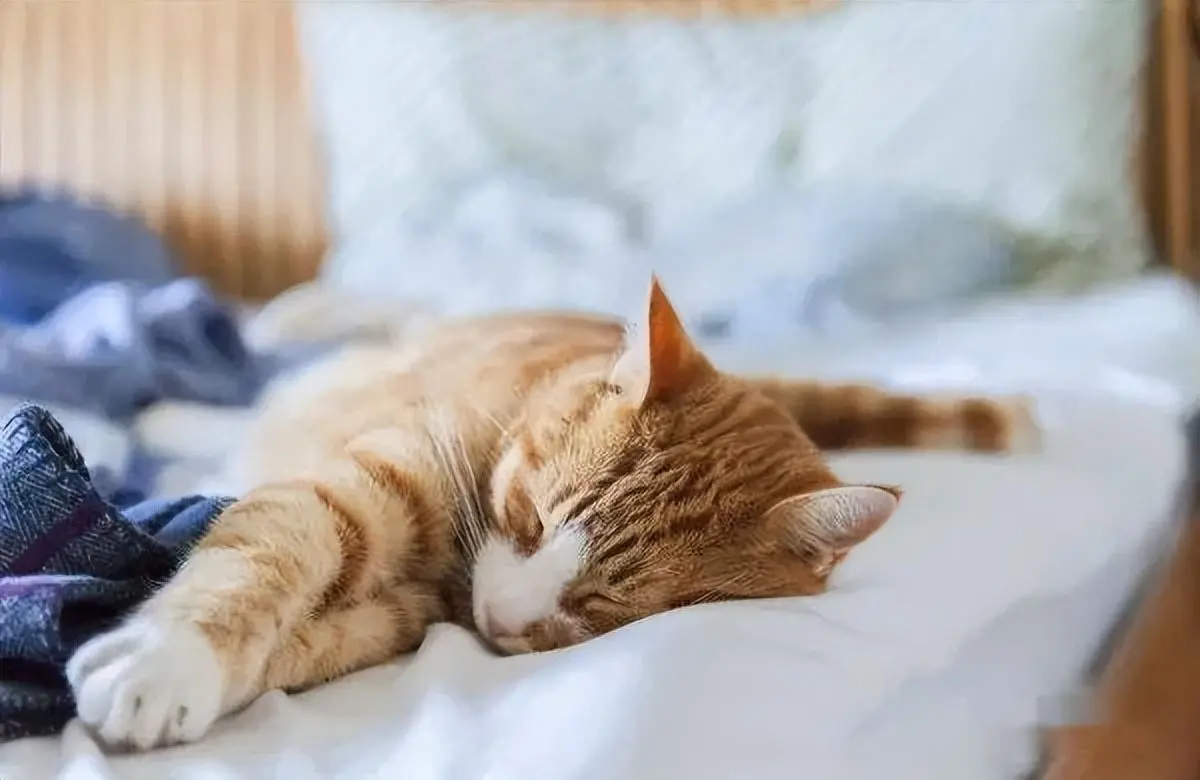 猫咪喜欢贴着主人睡觉，不仅仅是喜欢你，还有这几点原因