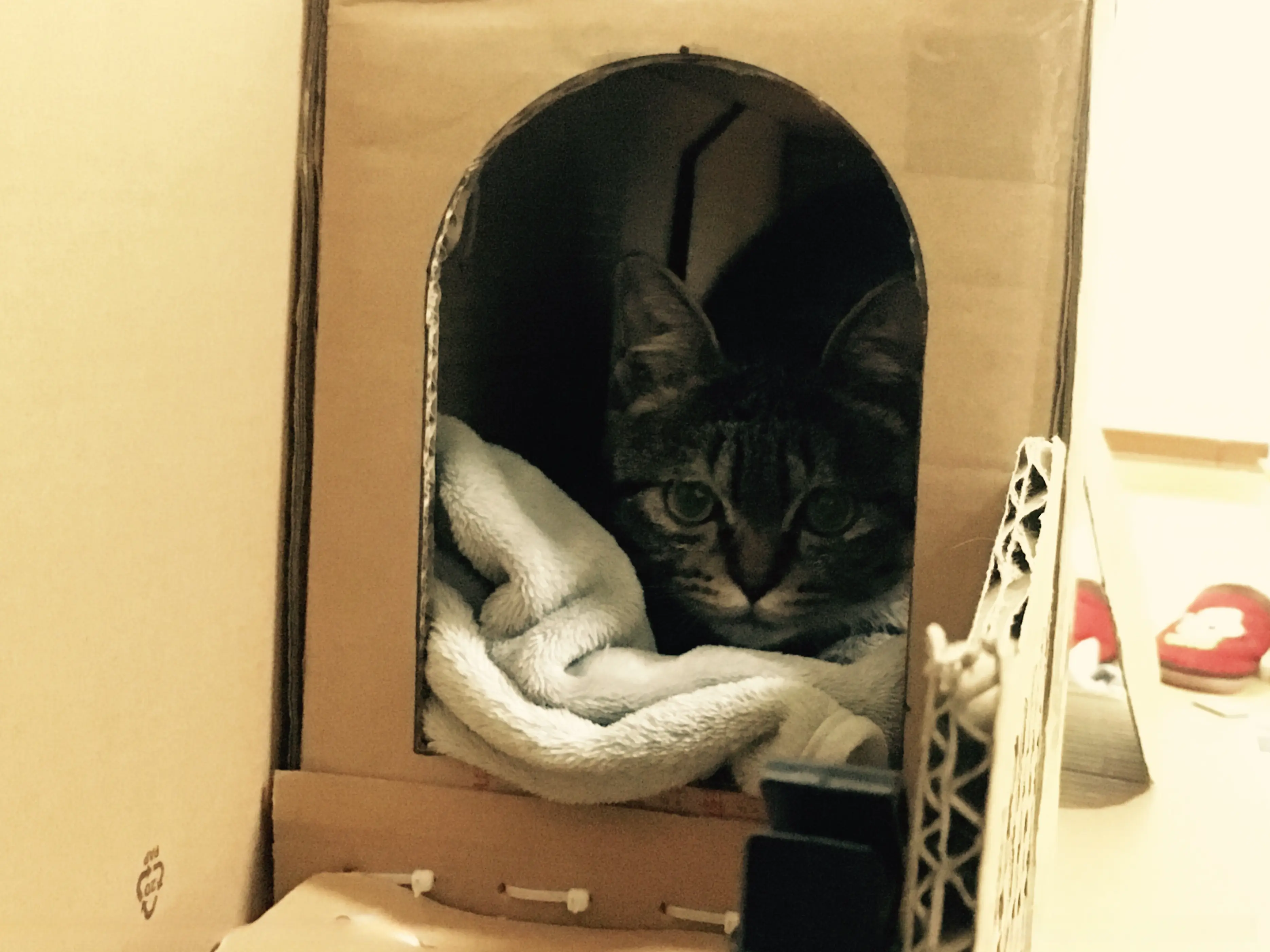 再贵的猫窝也比不过一个“纸箱”，为何猫咪如此钟爱它？