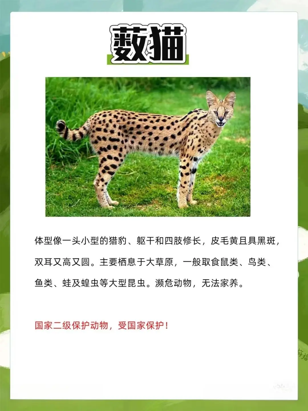 8大禁止养的猫！你们知道几个？