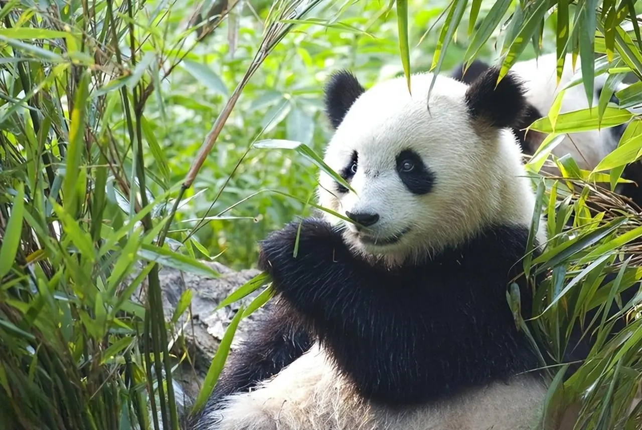 国宝墩墩大熊猫能有多萌？同样也是一种非常搞笑的生物