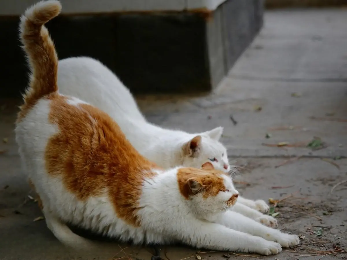 猫“伸懒腰”是因为累了？别理解错了，其中隐含这7个意思