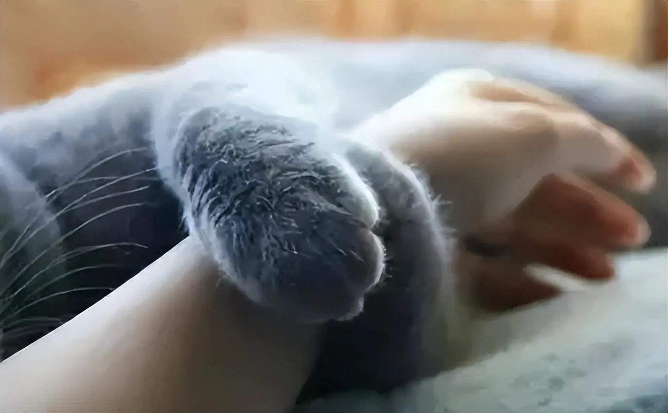 英短猫用爪子“扒拉”你，它其实不是在烦你！