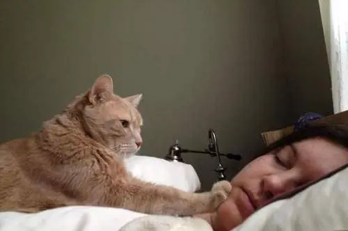 猫咪叫主人起床的几种方式，想睡个懒觉都不行