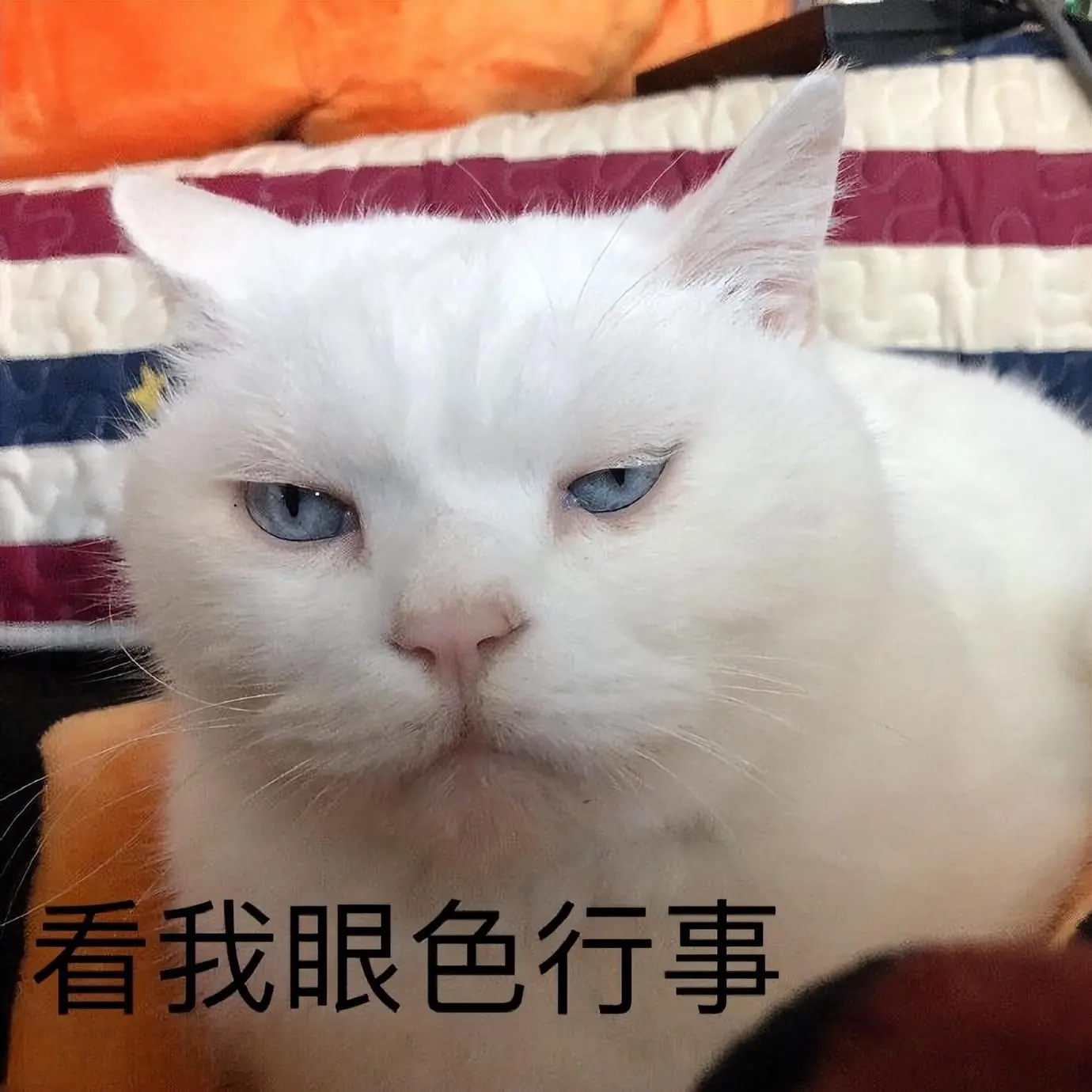 猫咪智商高有这几个表现，你家的猫咪聪明吗？