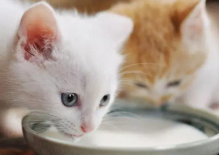 猫咪不是什么食物都能吃的，这几种食物会导致猫咪生病