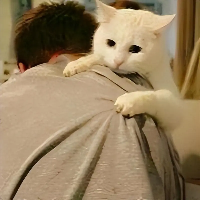猫咪让你随便撸，却排斥不让你“抱抱”？要怎么办？
