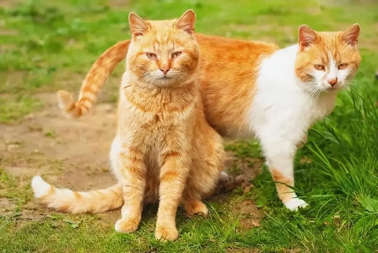 为什么“橘猫”的弃养率会那么高？在街上看到的流浪橘猫还挺多的